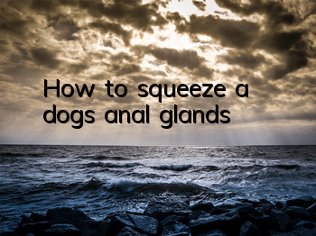 How to squeeze a dog’s anal glands