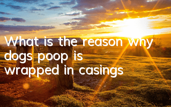 TWhat is the reason why dogs’ poop is wrapped in casings?