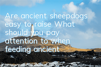 Are ancient sheepdogs easy to raise? What should you pay attention to when feeding ancient sheepdogs?