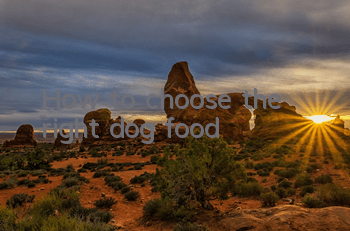 How to choose the right dog food