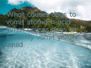 What causes dogs to vomit stomach acid? What causes dogs to suddenly vomit yellow liquid?