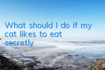 What should I do if my cat likes to eat secretly?