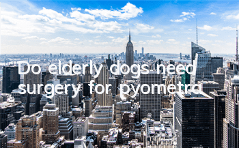 TDo elderly dogs need surgery for pyometra?