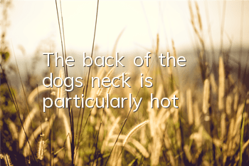 The back of the dog’s neck is particularly hot
