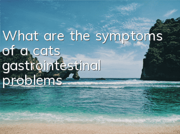 What are the symptoms of a cat’s gastrointestinal problems?