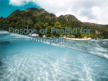 Dosage of FenBid for dogs with pain?