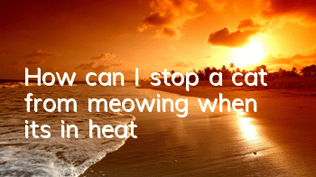 How can I stop a cat from meowing when it's in heat?
