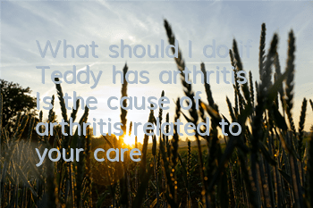 What should I do if Teddy has arthritis? Is the cause of arthritis related to your care?