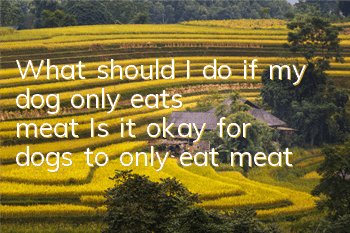 What should I do if my dog ​​only eats meat? Is it okay for dogs to only eat meat?