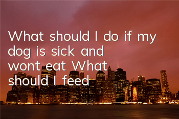 What should I do if my dog ​​is sick and won’t eat? What should I feed?