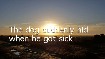 The dog suddenly hid when he got sick