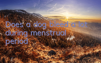 Does a dog bleed a lot during menstrual period?