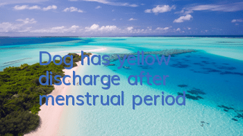 Dog has yellow discharge after menstrual period