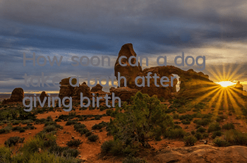How soon can a dog take a bath after giving birth?