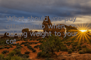 What should you pay attention to when adding weight to your cat?