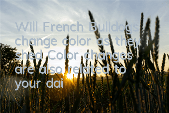 Will French Bulldogs change color as they shed? Color changes are also related to your daily care.