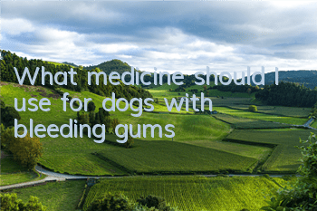 What medicine should I use for dogs with bleeding gums?