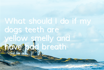 What should I do if my dog’s teeth are yellow, smelly, and have bad breath?