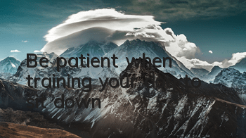 Be patient when training your dog to sit down