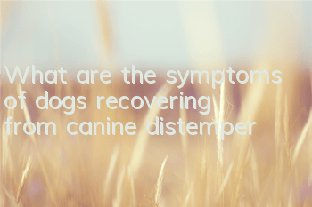 TWhat are the symptoms of dogs recovering from canine distemper?