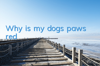 Why is my dog’s paws red?