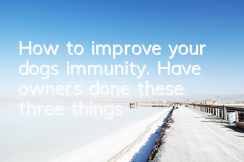 How to improve your dog’s immunity. Have owners done these three things?