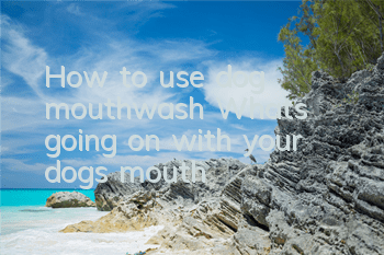 How to use dog mouthwash? What’s going on with your dog’s mouth?