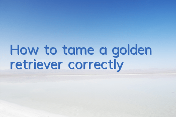 How to tame a golden retriever correctly