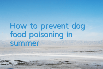 How to prevent dog food poisoning in summer