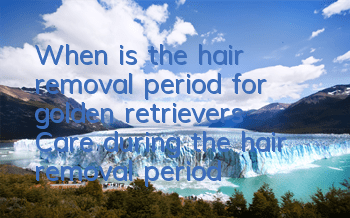When is the hair removal period for golden retrievers? Care during the hair removal period is very important!
