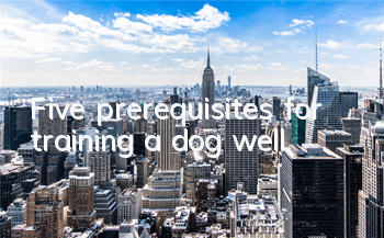 Five prerequisites for training a dog well