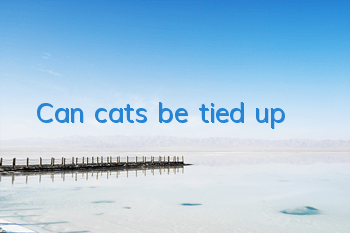 Can cats be tied up?