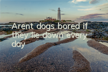 Aren’t dogs bored if they lie down every day?