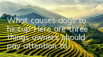 What causes dogs to hiccup? Here are three things owners should pay attention to
