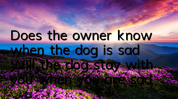 Does the owner know when the dog is sad? Will the dog stay with you when you are sad?