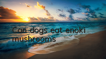 TCan dogs eat enoki mushrooms?