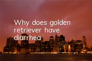 TWhy does golden retriever have diarrhea?