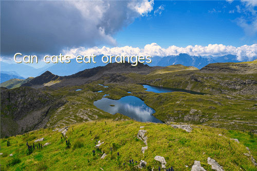 TCan cats eat oranges?