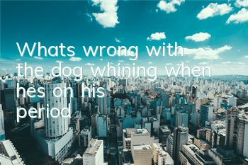 What's wrong with the dog whining when he's on his period?