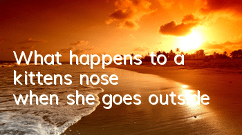 What happens to a kitten's nose when she goes outside?