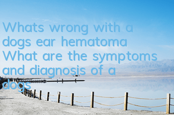 What’s wrong with a dog’s ear hematoma? What are the symptoms and diagnosis of a dog’s ear hematoma?