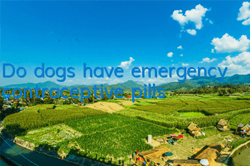 TDo dogs have emergency contraceptive pills?