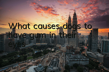 What causes dogs to have gum in their eyes?