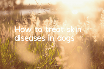 How to treat skin diseases in dogs
