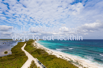 Is it necessary for dogs to eat lecithin?