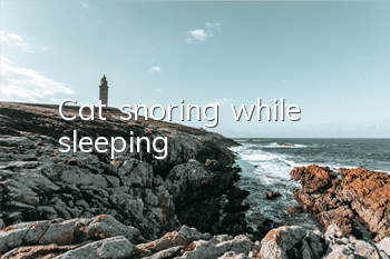 Cat snoring while sleeping