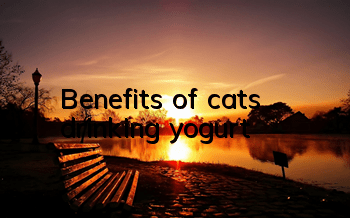 Benefits of cats drinking yogurt