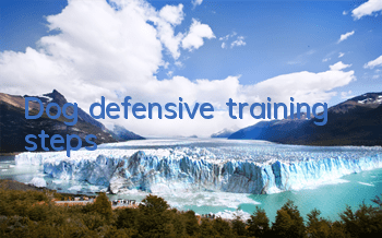 Dog defensive training steps