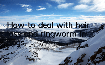How to deal with hair loss and ringworm in dogs