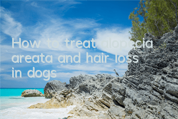 How to treat alopecia areata and hair loss in dogs